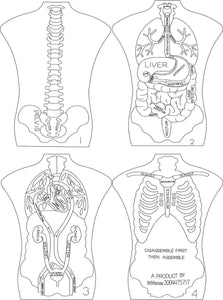 Wooden human anatomy learning tile