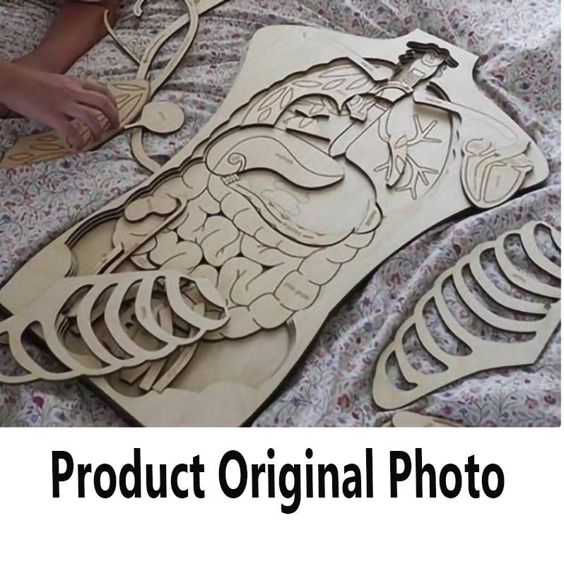 Wooden human anatomy learning tile