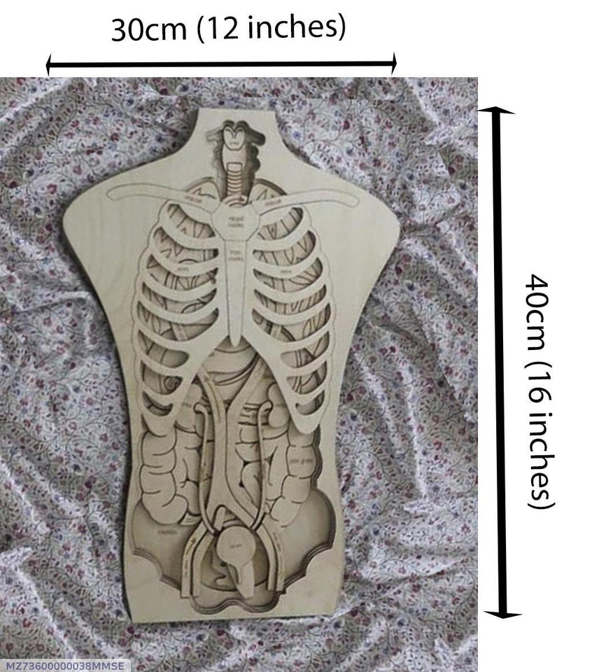 Wooden human anatomy learning tile