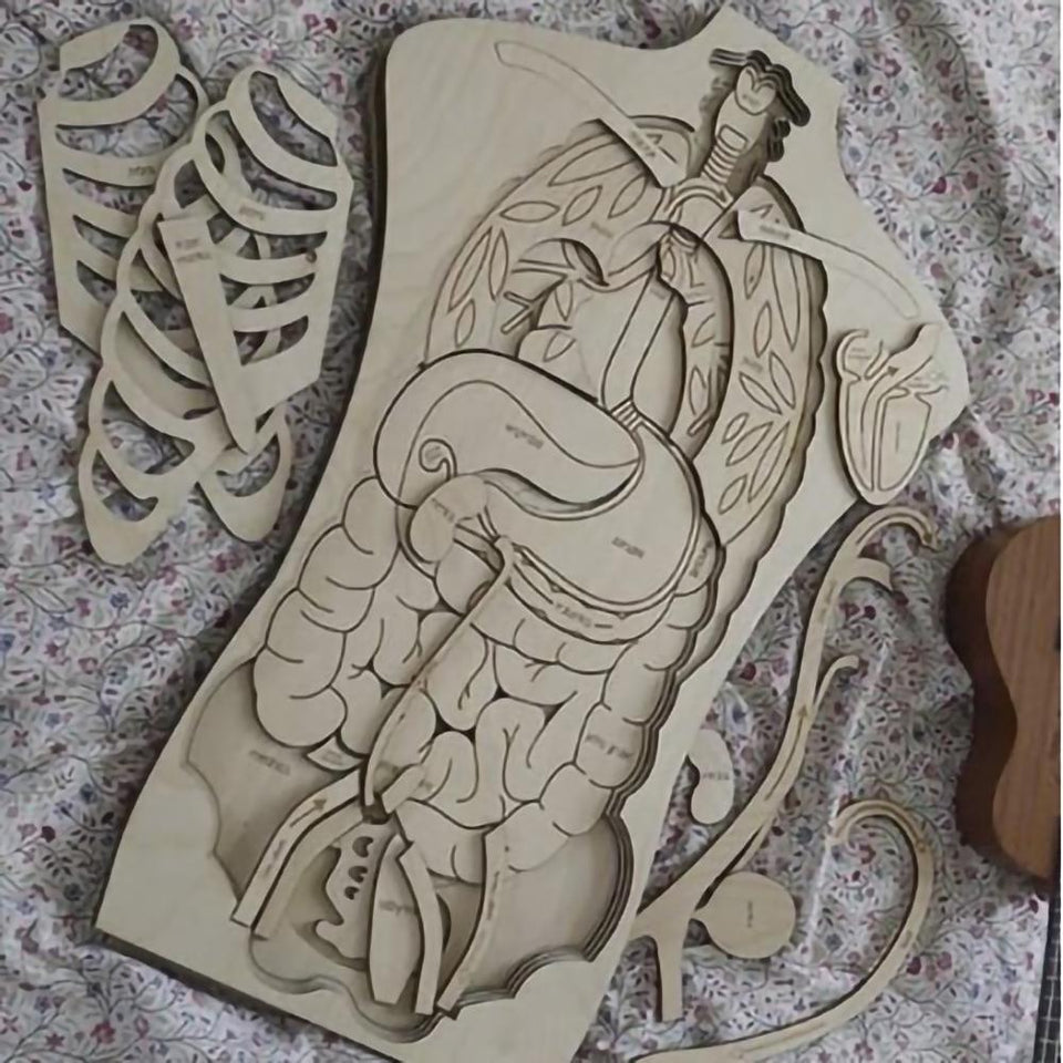 Wooden human anatomy learning tile