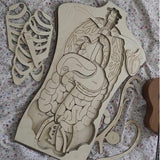 Wooden human anatomy learning tile